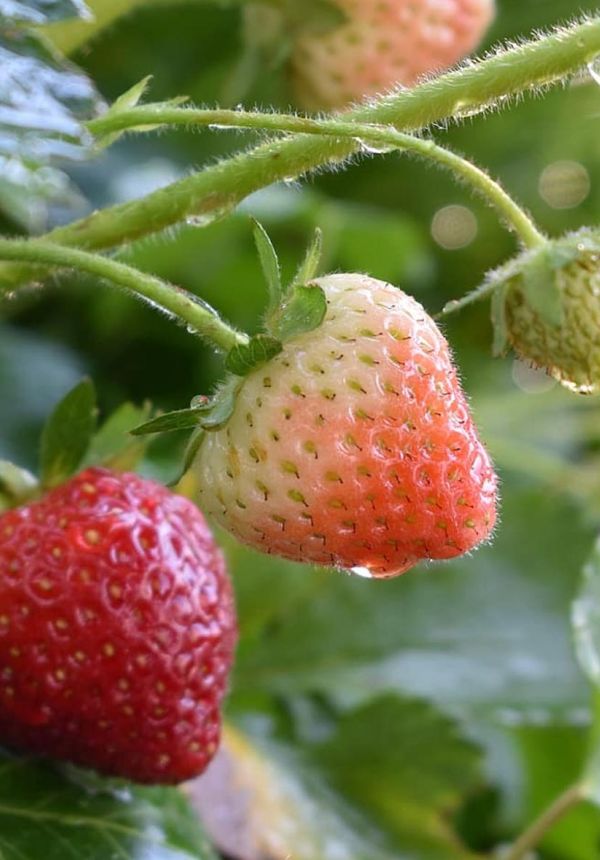 Valorizzazione dello scarto e della coltivazione senza insetticidi