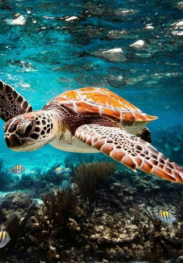 Less Plastic More Life